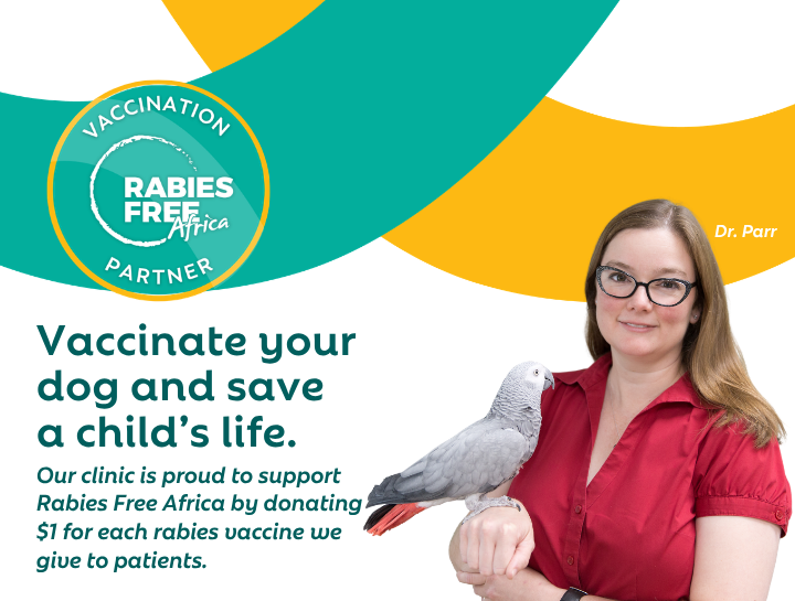 Celebrating Nearly One Year of Partnership with Rabies Free Africa