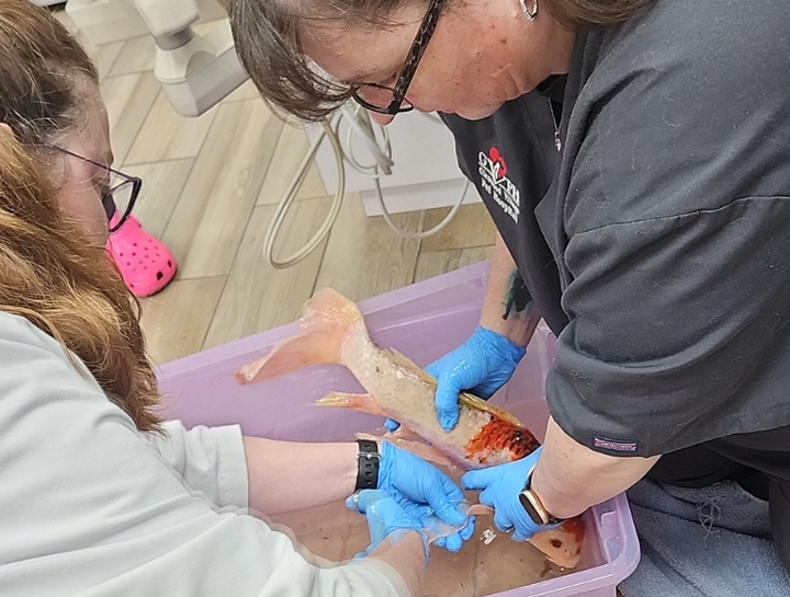 Fish Veterinarian