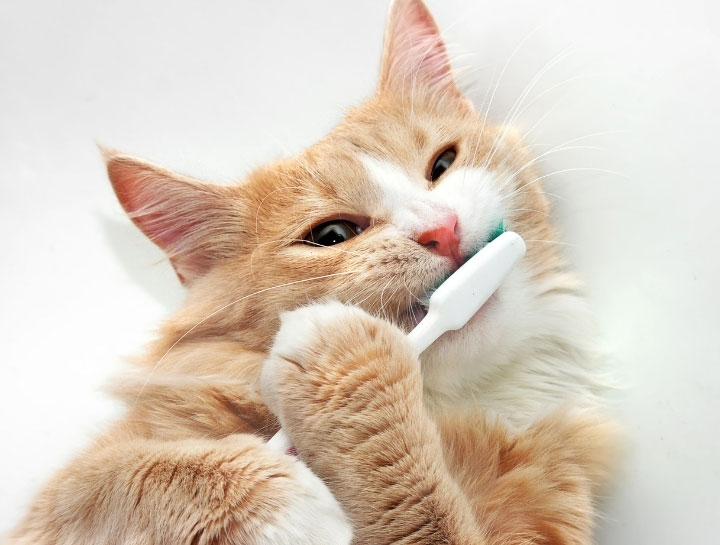 Take 20% Off Your Pet's Dental Cleaning This February