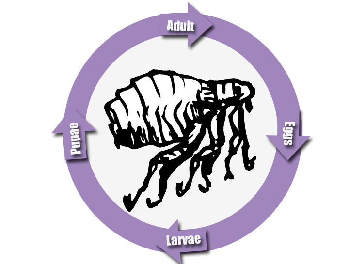 stages of fleas life cycle