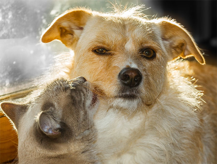 Dog & Cat Care