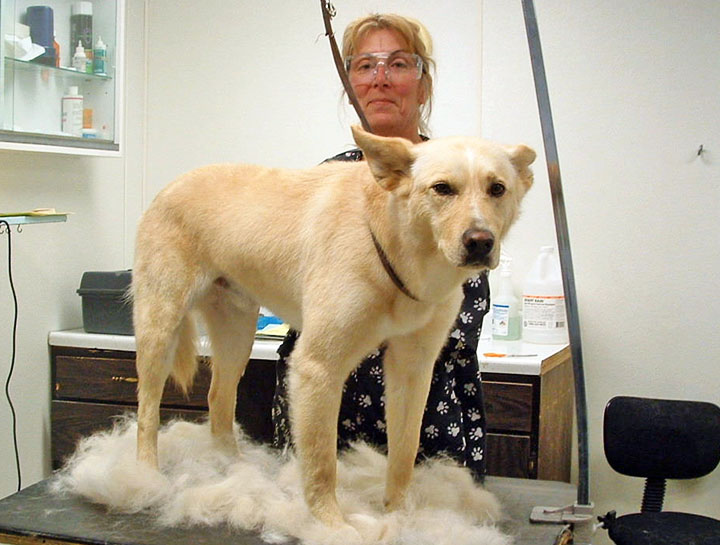 Pet Groomers